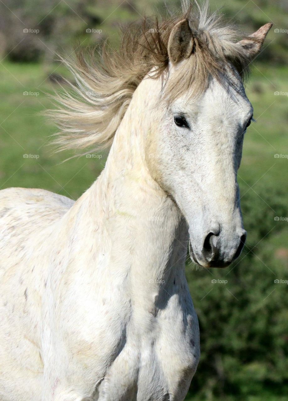 Wild Horse Charging Toward Another Stallion