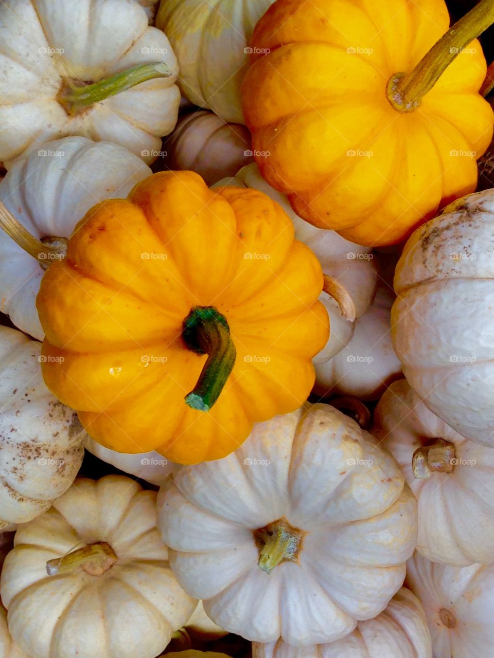 Mini Pumpkin Mix. Miniature orange and white pumpkins mixed together