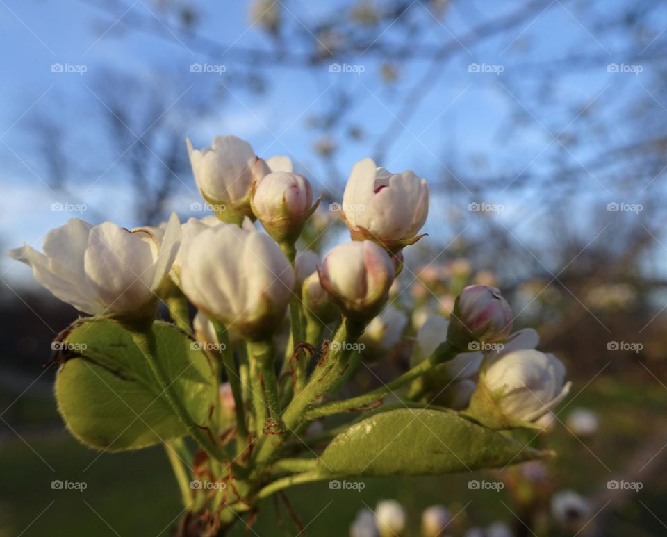 Flower blossoms of common pear 