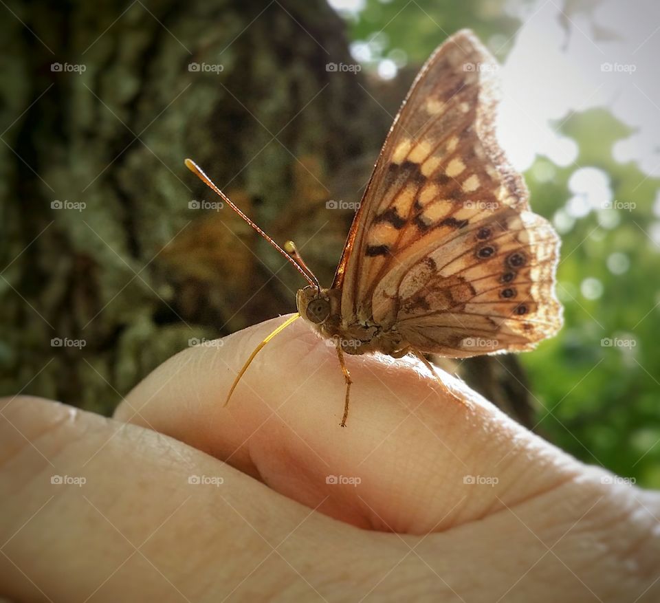 Butterfly Looking Up on a Hand