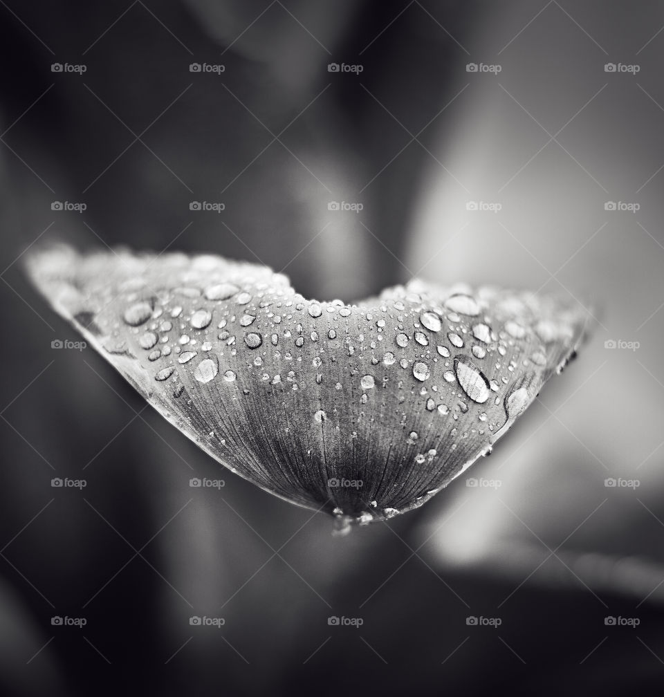 closeup of morning water drop on leaves . black and white photo