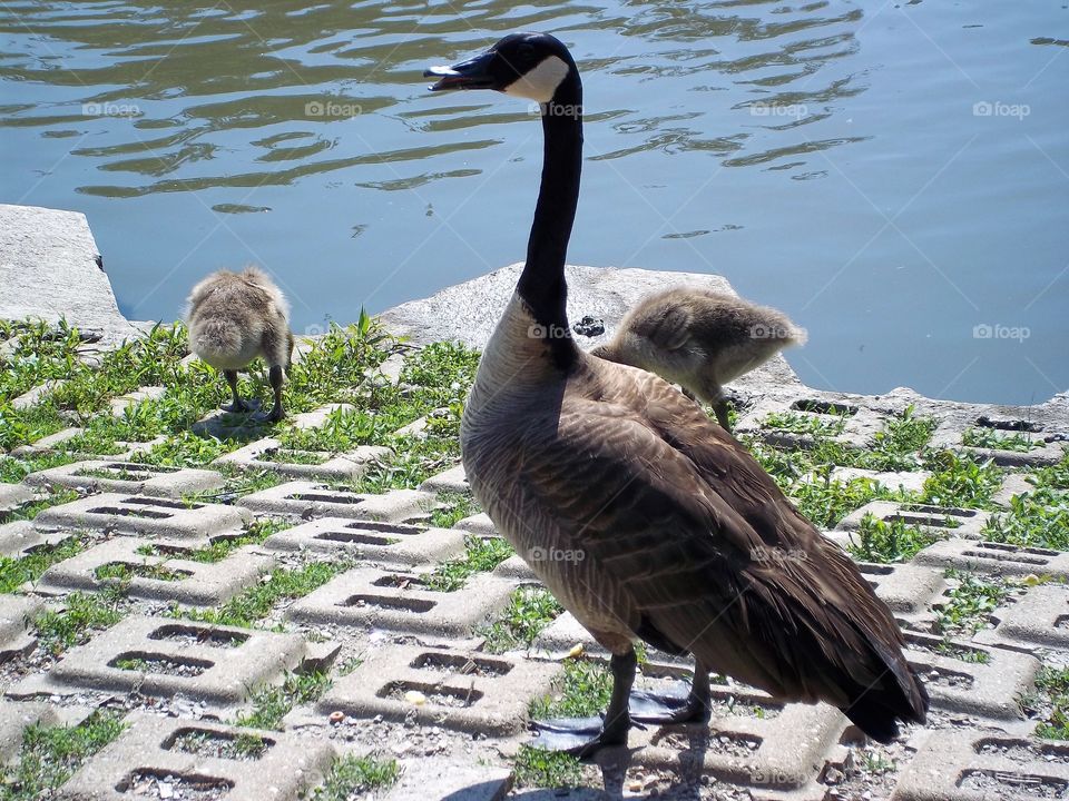 mother and baby geese