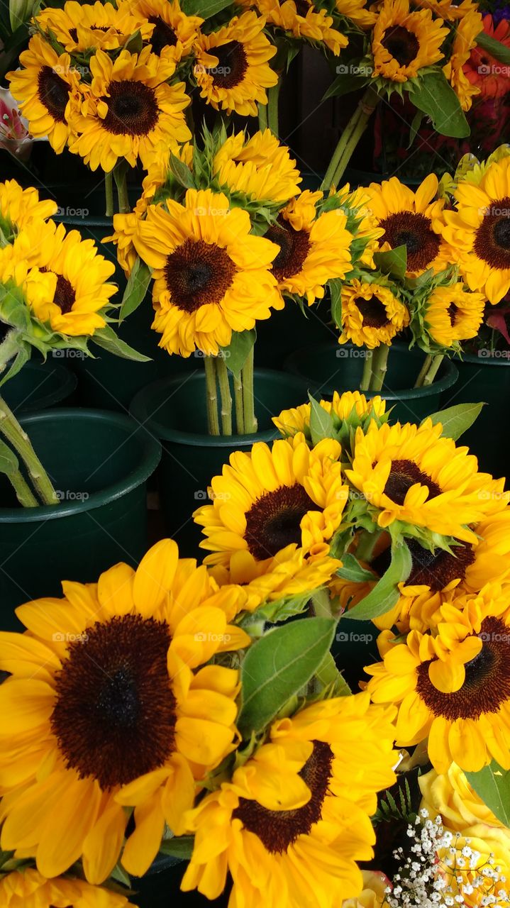 Sunflowers For Sale NYC