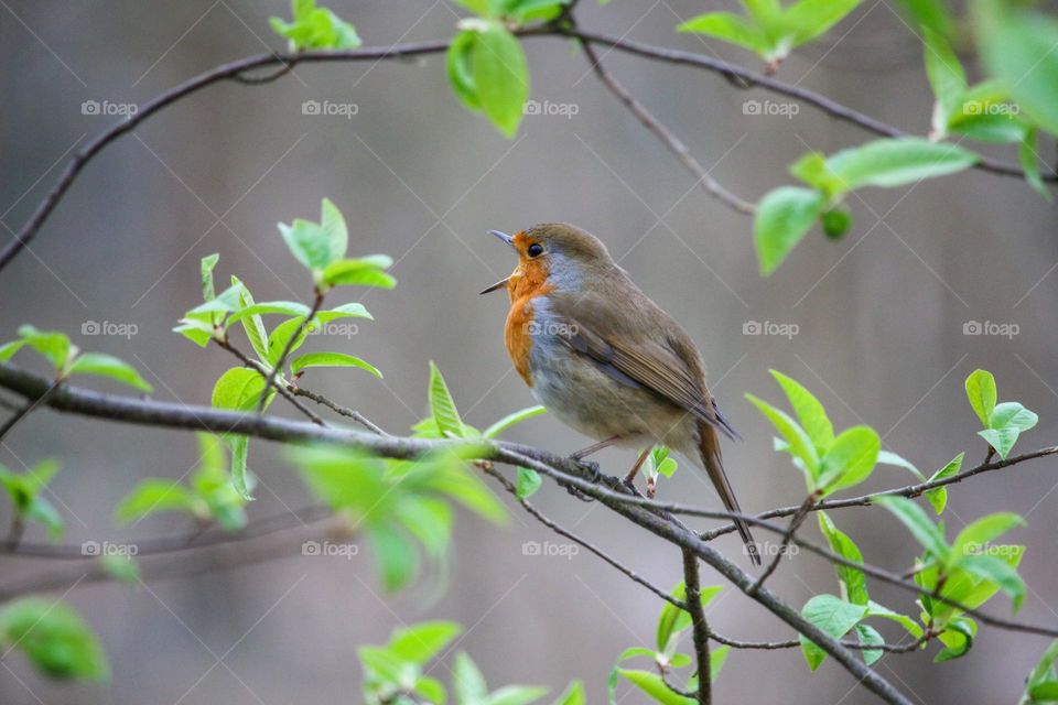 Robin singing on a tree