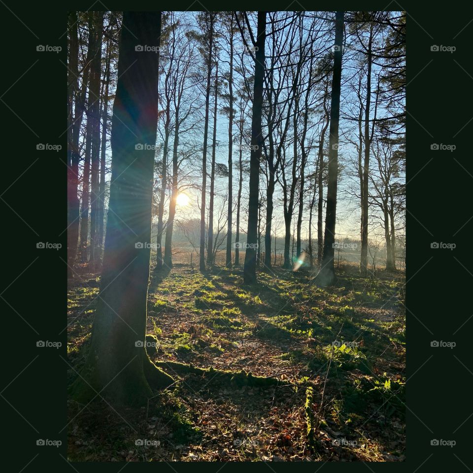 Sunset in the Springtime 🍃