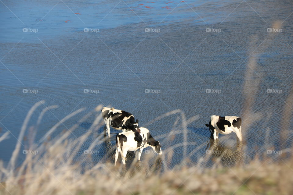 Cows by the lake 