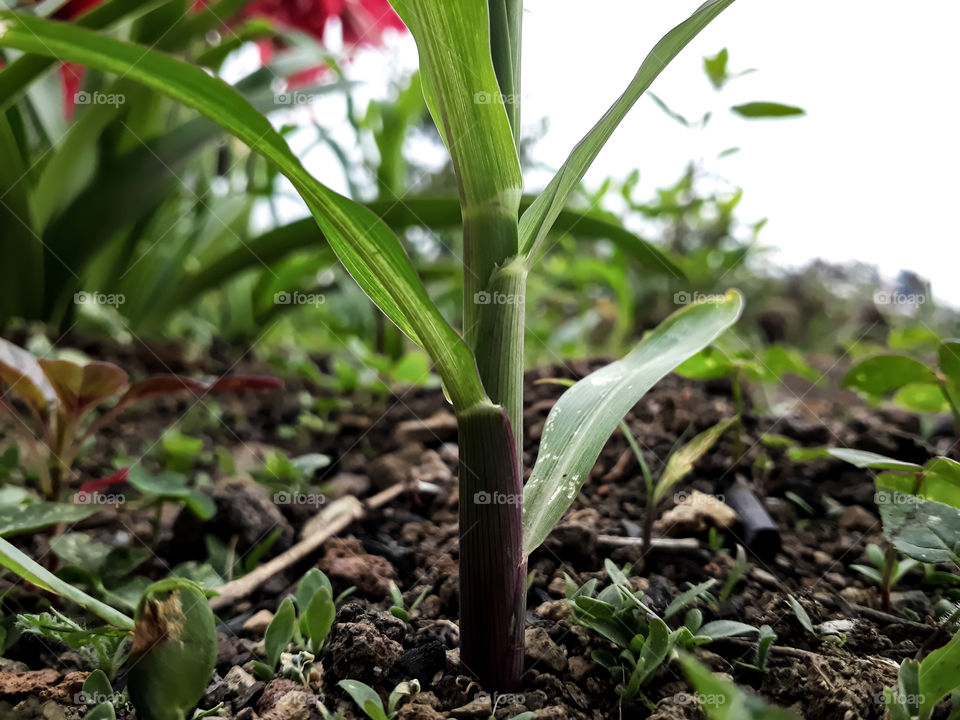 It's about time when the 
maze crops shows the sign of growth