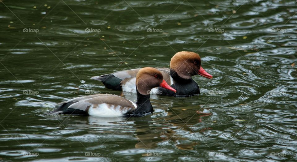pair of mandarin ducks