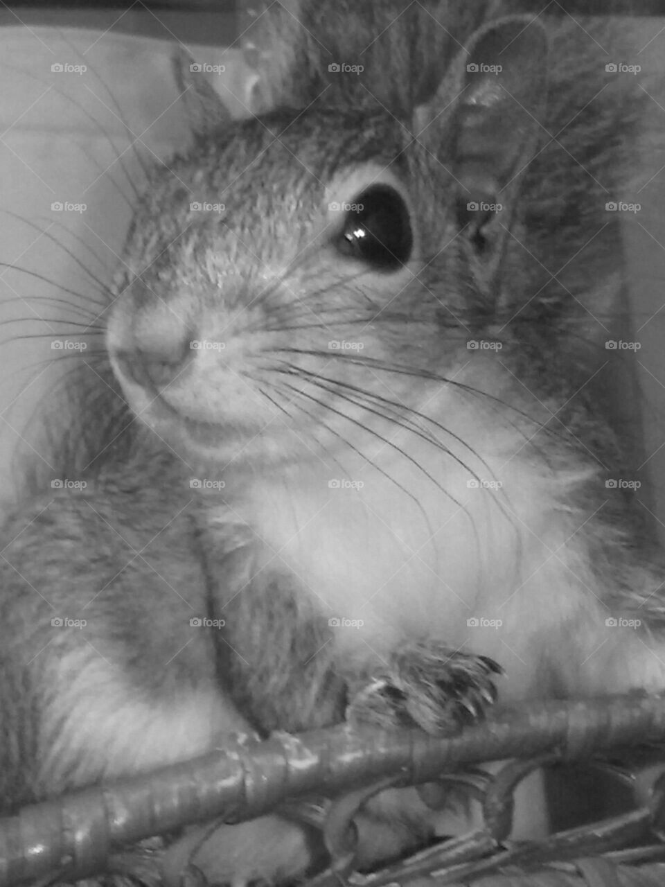 Hope a rescued and now rehabilitated squirrel and friend.