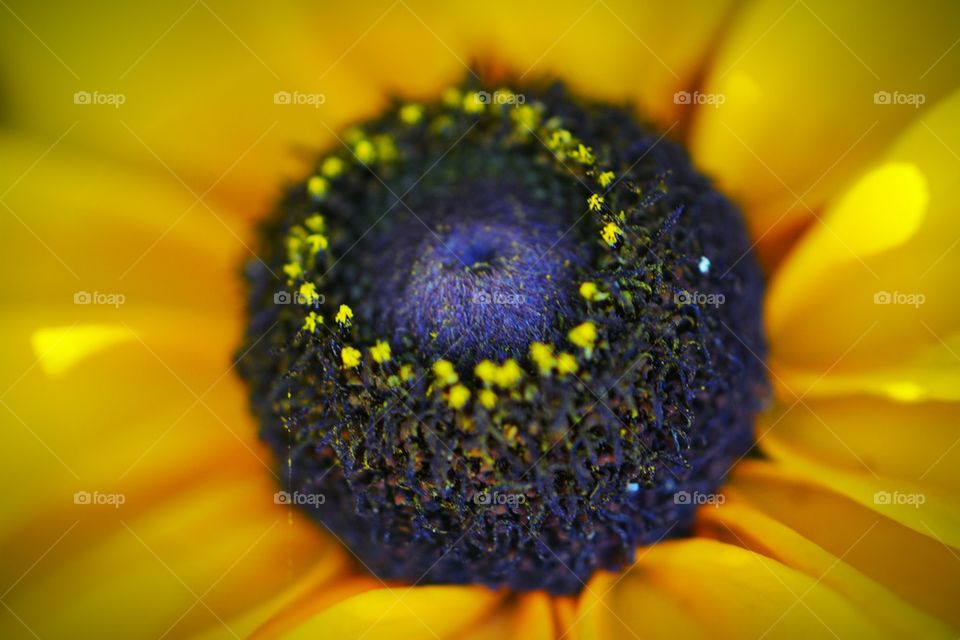 Rudbecia Flower Center Macro