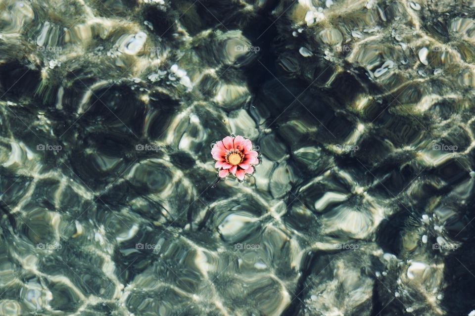 Flower on the ocean