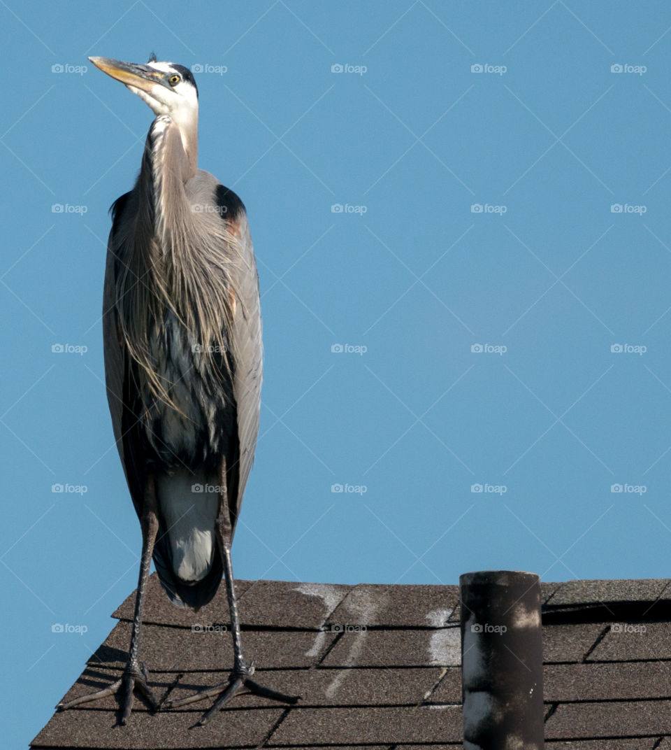 Rooftop Heron
