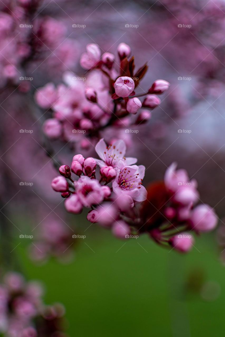 Blooming tree! 🌸