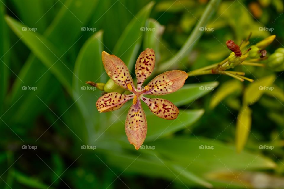 Spring comes and with it beauty.