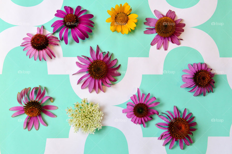 Purple wildflowers laid out on a teal backdrop