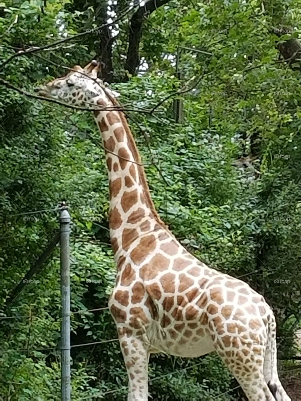 Bronx zoo 2017