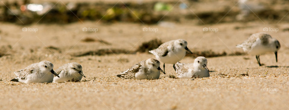 Resting between waves. Great beach day on Jupiter island. This group of sandpipers let me snap a lot of photos