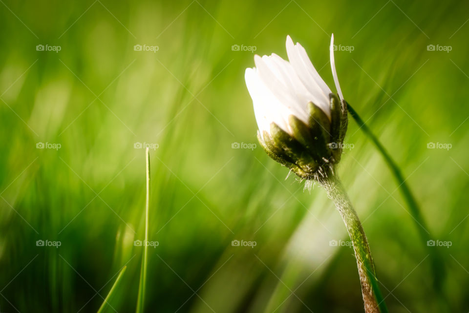 Backyard flower