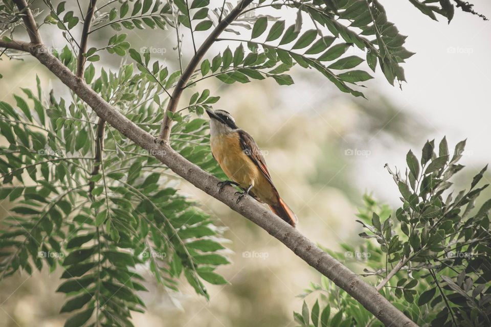 Beautiful and cute bird