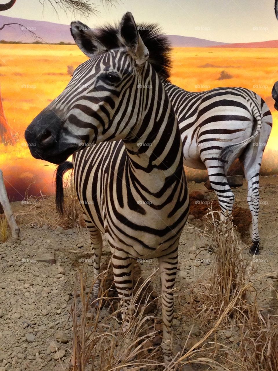 Zebras