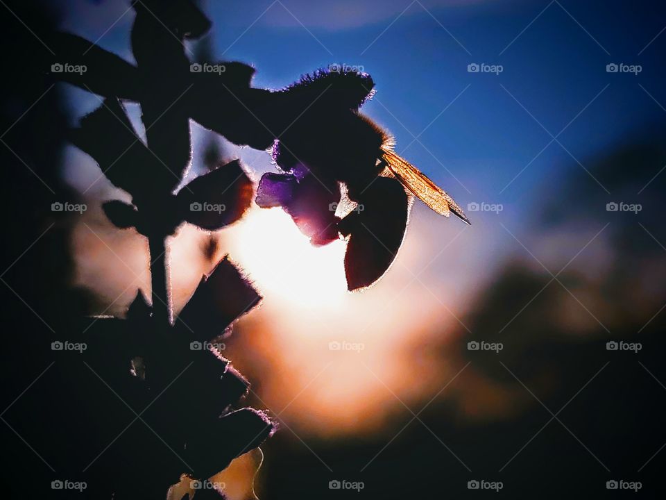 A bee pollinating a purple Mexican sage flower at sun down