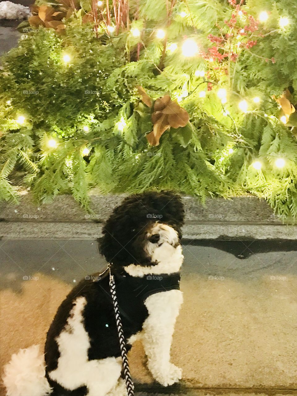 Mike the maltipoo posing after a nice stroll in Downtown Toronto!