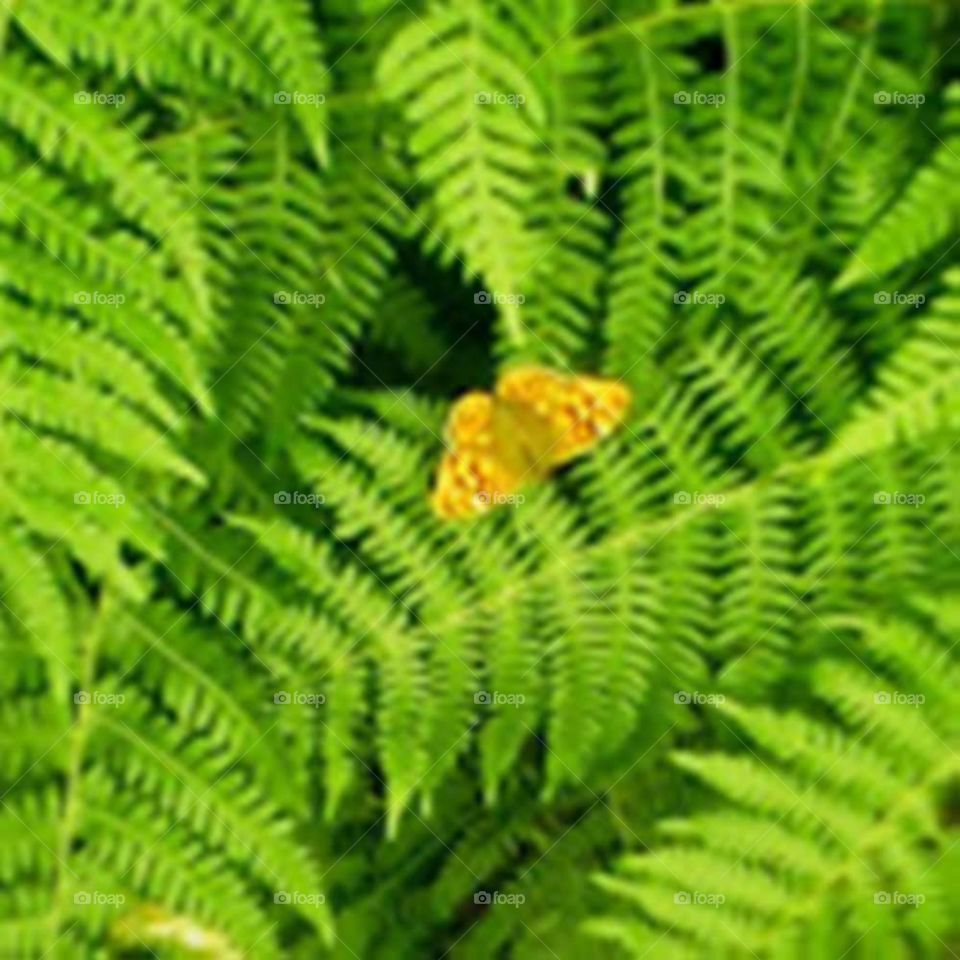 Yellow butterfly over green leafs