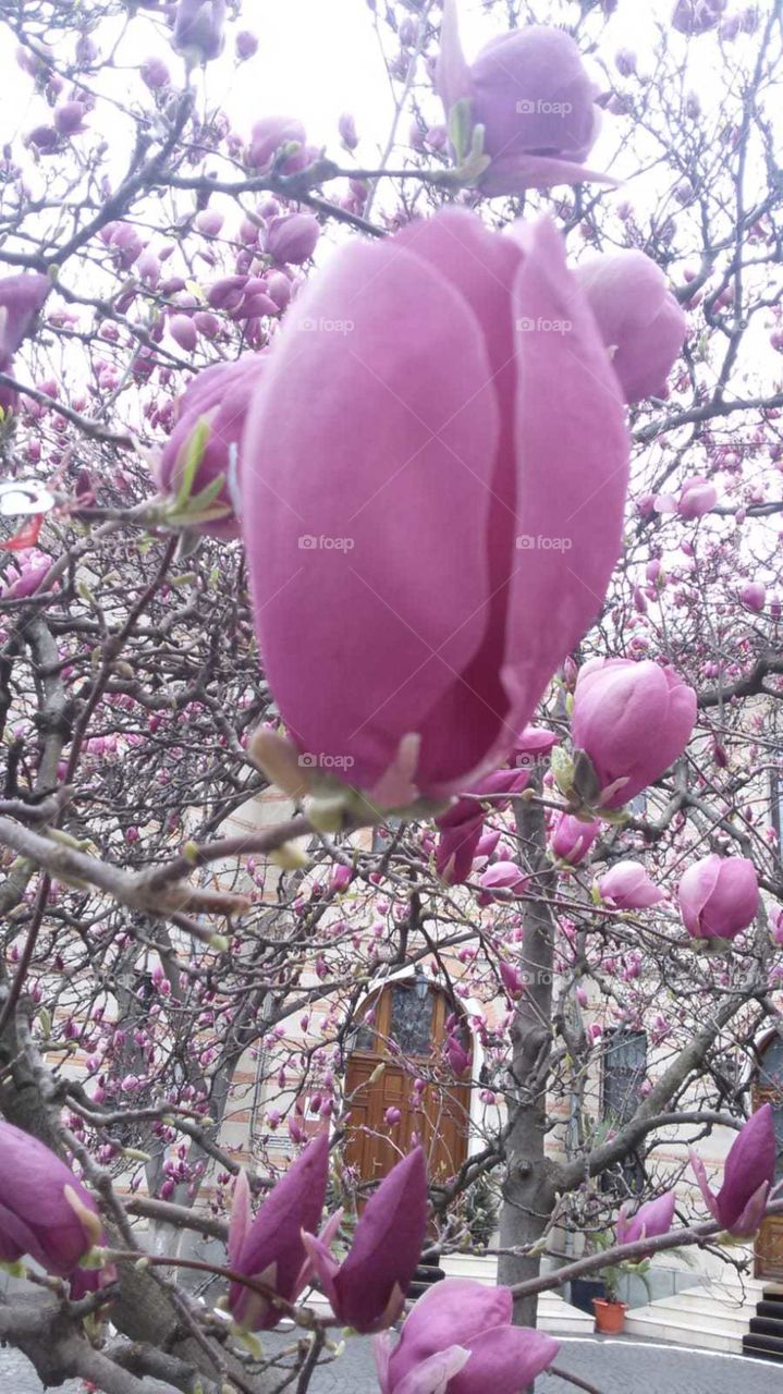 Magnolia flowers