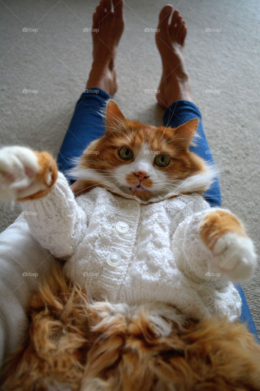 selfie red cat portrait in the sweater and female legs home