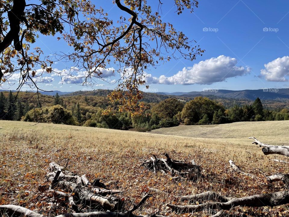 Fall meadow 