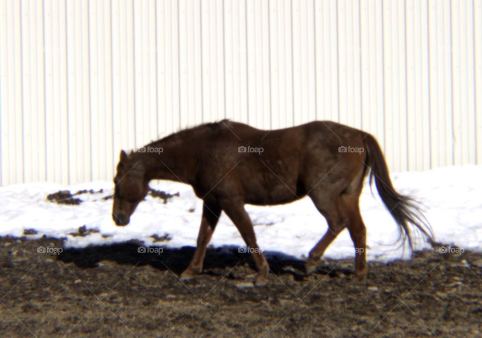 Horse Grazing in a Field on a Cold Day