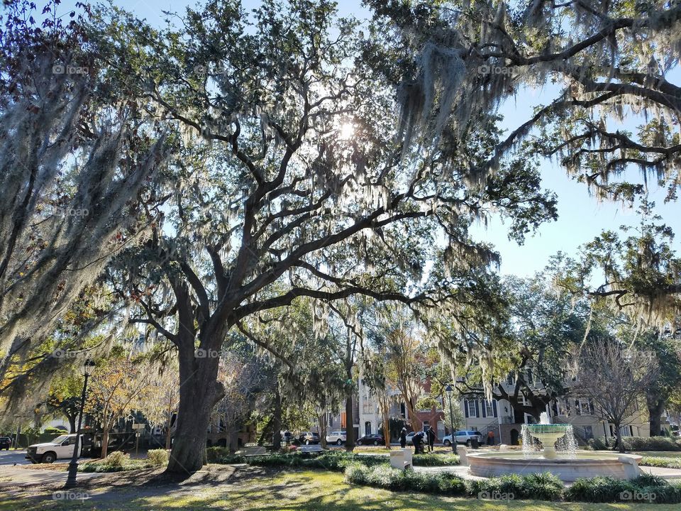 Under the Old Oak Tree