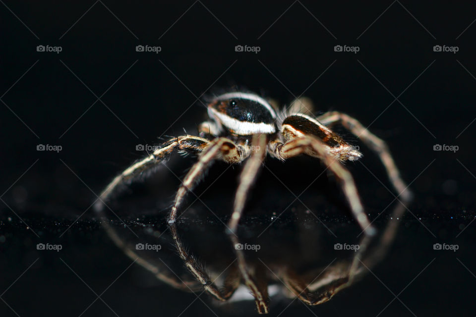 Jumping Spider
