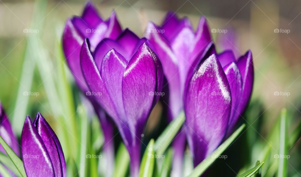 Close-up of purple flowers