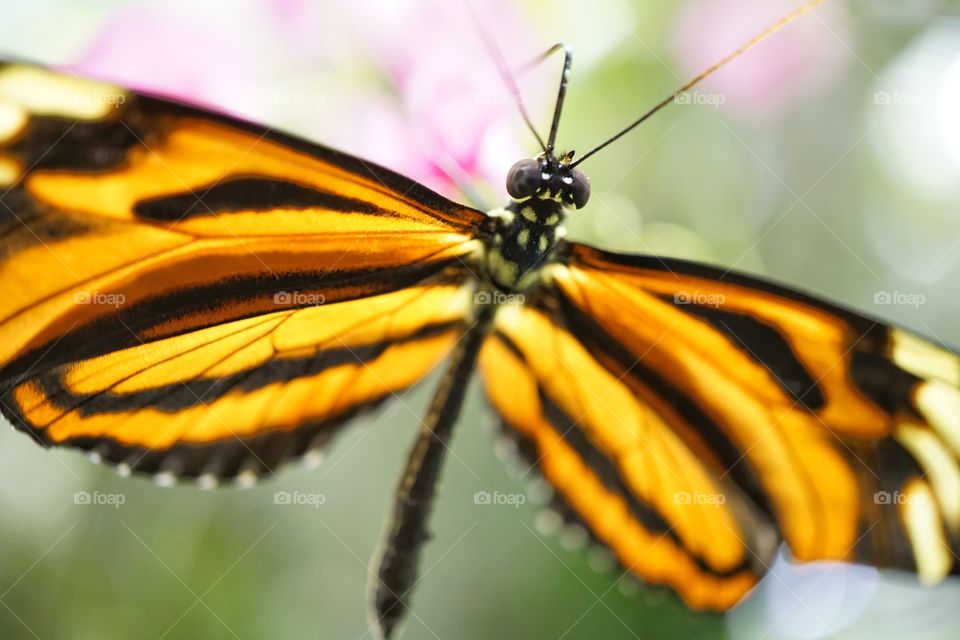 Banded Orange Heliconian Butterfly