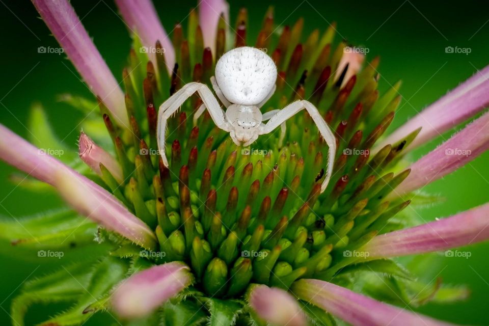 A goldenrod crab spider serves as guardian of the cone flower. Raleigh, North Carolina. 
