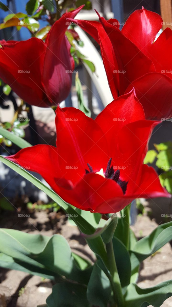 tulips