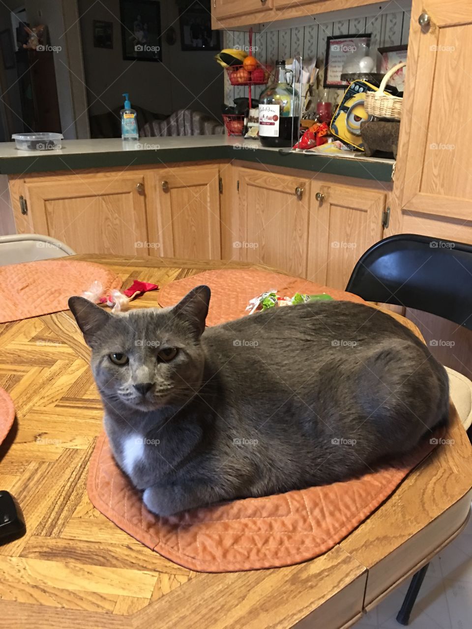 Cat on the table 