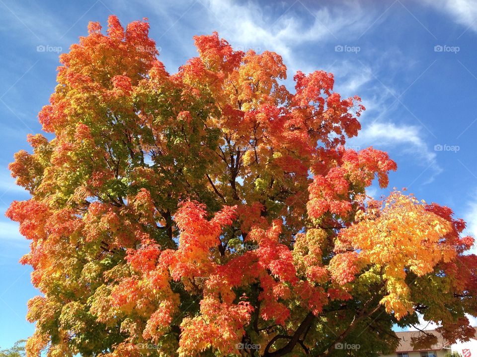 Fall colors of a tree and clouds in the blue sky