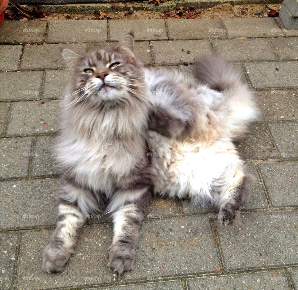 Kronos the all mighty flea fighter