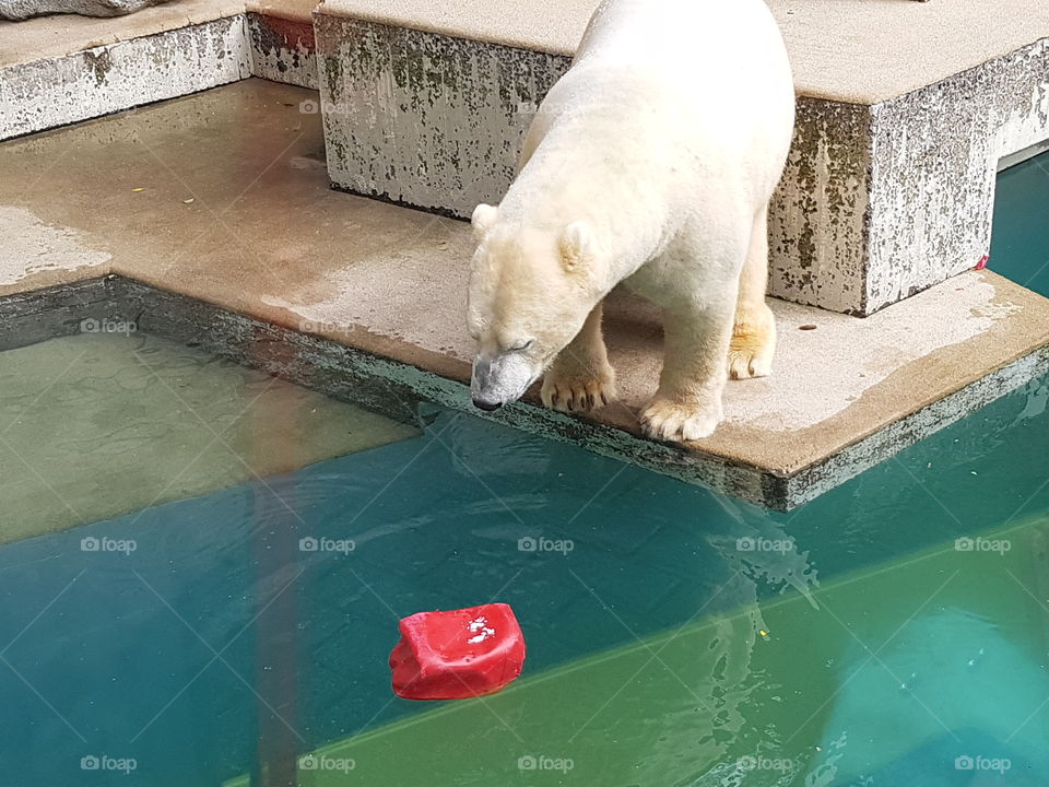 icebear throwed his red toy into the water