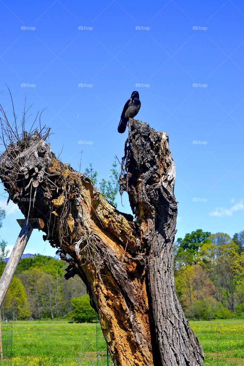 raven, sitting, trunk, outdoor, bird, black,