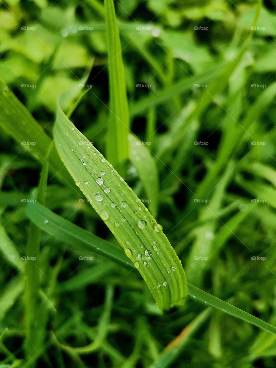 Green grass in dew drops.