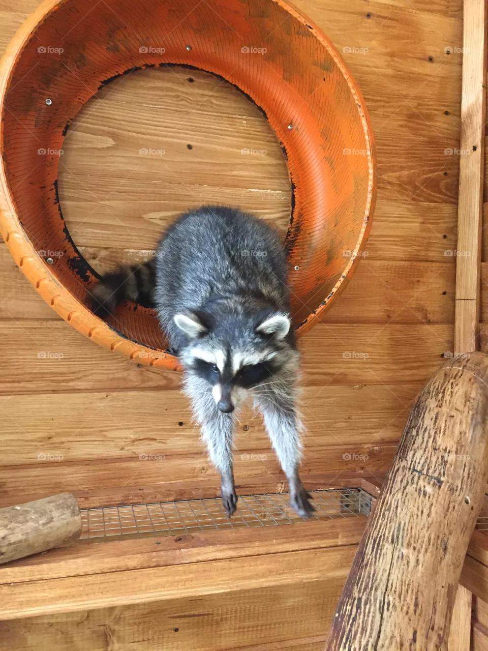 Raccoon