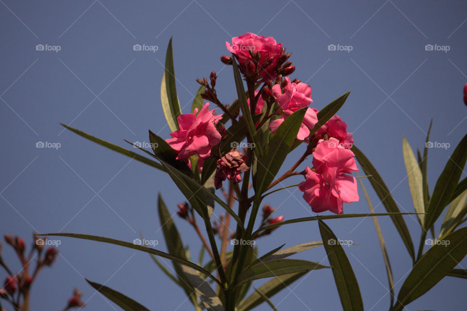 pink flower with sky blue background
