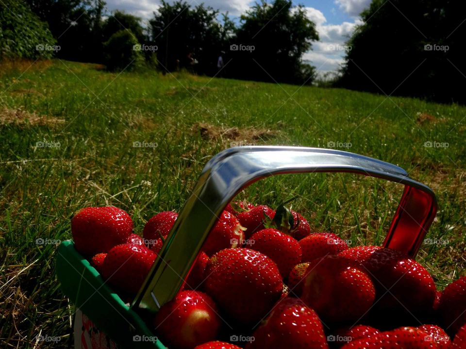 strawberries time. strawberries in the basket