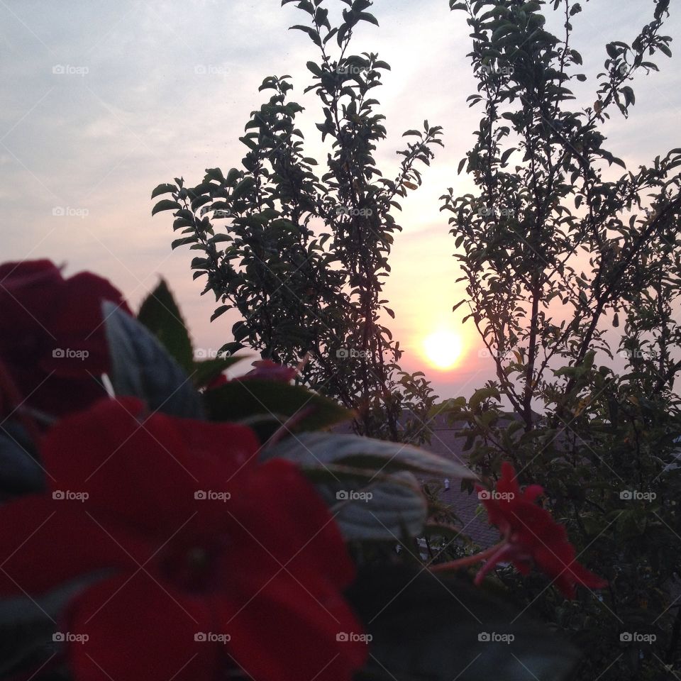 Sunset & Flowers