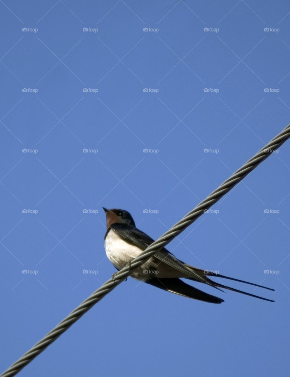 Welcome Swallow