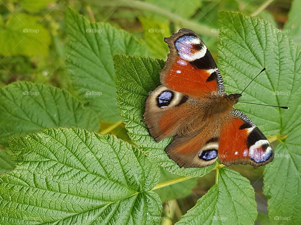 Peacock butterfly rest on a leaf