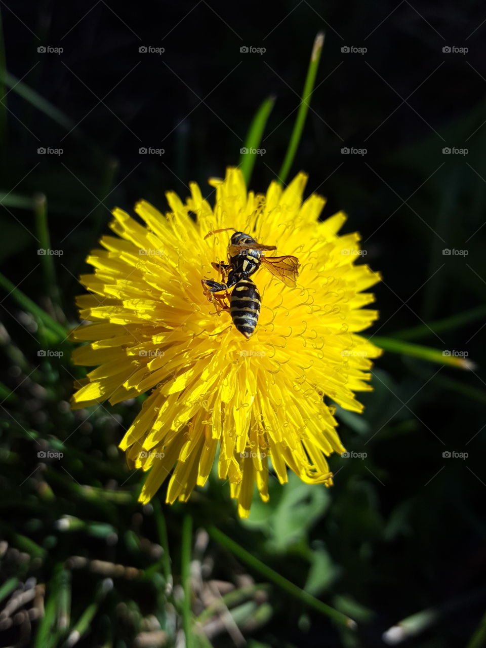 Bee on yellow flower